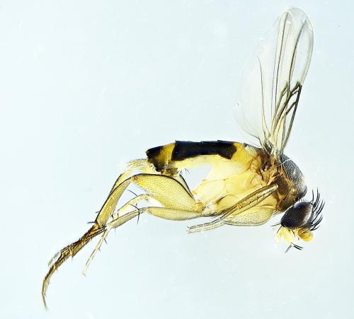 Réf. 274 818 : Dohrniphora cornuta